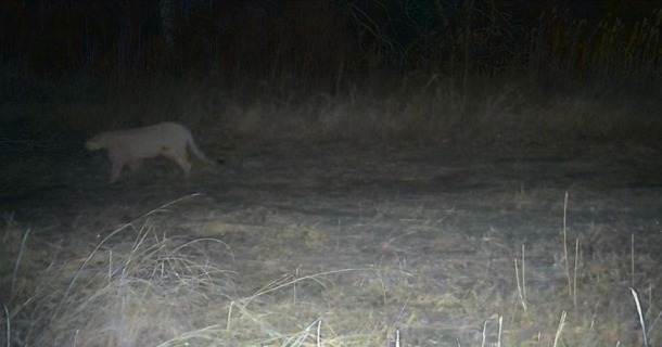 Courtesy/Merrick County Sheriff Office