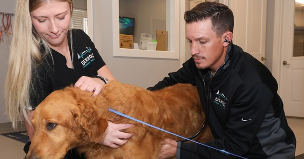 UNK junior Charlotte Hargreaves works alongside Dr. Brandon Beebout at Beebout Veterinary Medical Center in Kearney. Hargreaves is studying pre-veterinary medicine at UNK and Beebout is an alumnus. (Photo by Erika Pritchard, UNK Communications)